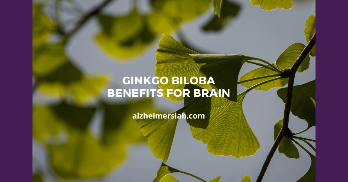 Ginkgo Biloba Benefits for Brain