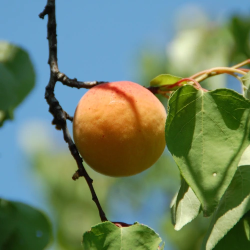 apricot on a tree